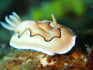 Really pretty Chromodoris Nudibranch. coming right to the... by Marylin Batt 
